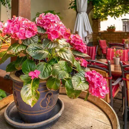 Goldener Pfropfenzieher Oberwesel